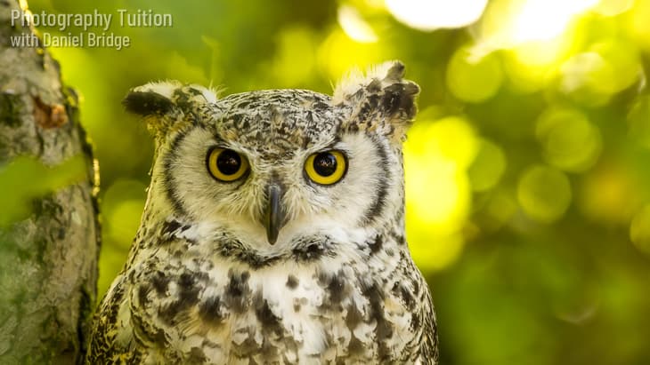 Private Photography Tuition with Birds of Prey