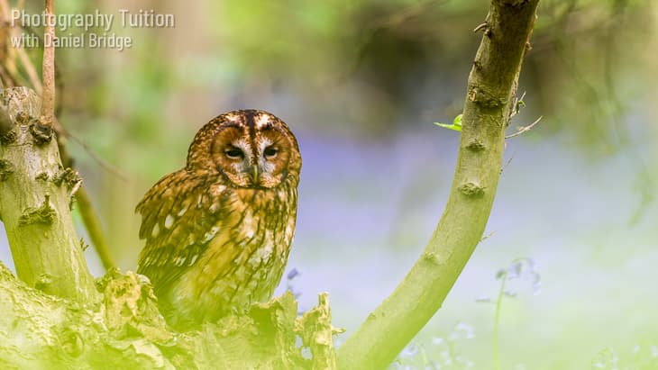 Mr. Forbes the Tawny Owl pictured in a Bluebell Wood