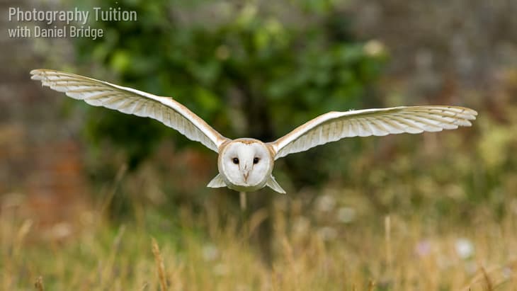 Toffee the Barn Owl flying in the Walled Garden at Cressing Temple Barns