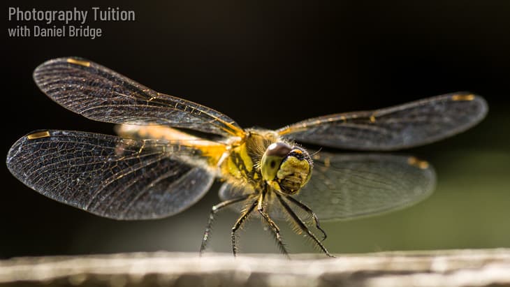 A Black Darter Dragonfly backlit by the sun