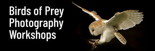 Birds of Prey Photography Workshops