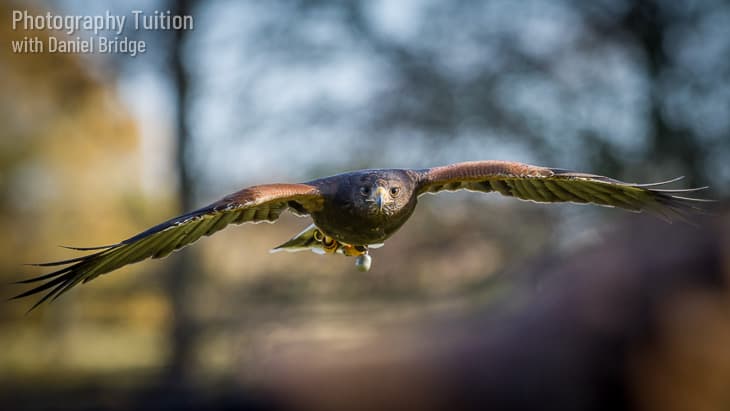 A Buzzard in flight