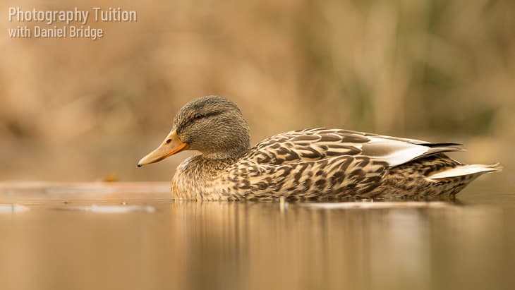 A duck on water, shot from low level, an example of the composition ideas discussed during the Composition and Light photography workshop.