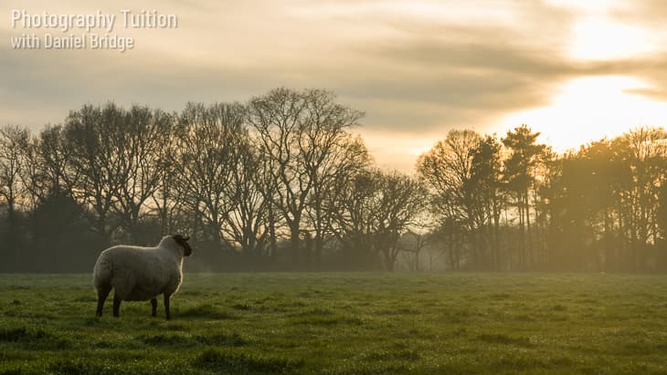 A sheep in front of a sunset