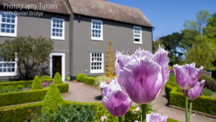 Close-up of Tulips at RHS Garden Hyde Hall, with the old farmhouse in the background.
