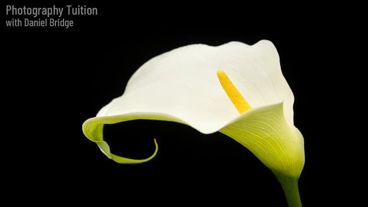 Calla Lily, with black background, photographed on location at RHS Hyde Hall.