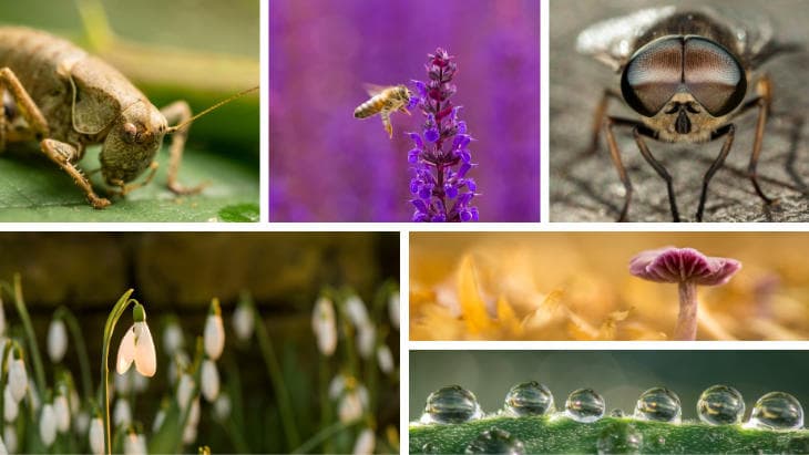 A selction of images from Daniel's Close-up and Macro Nature Photography talk