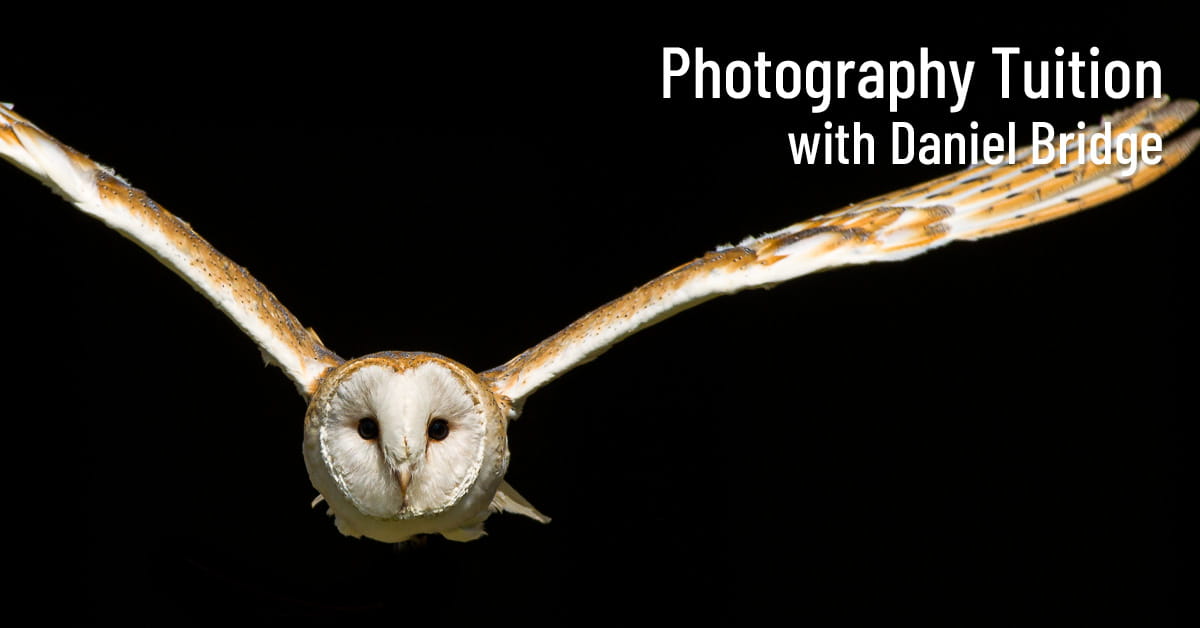 Birds of Prey Photography in Essex with Daniel Bridge