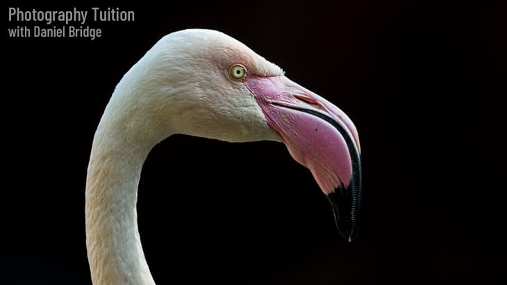 A Flamingo at Call Of The Wild Zoo